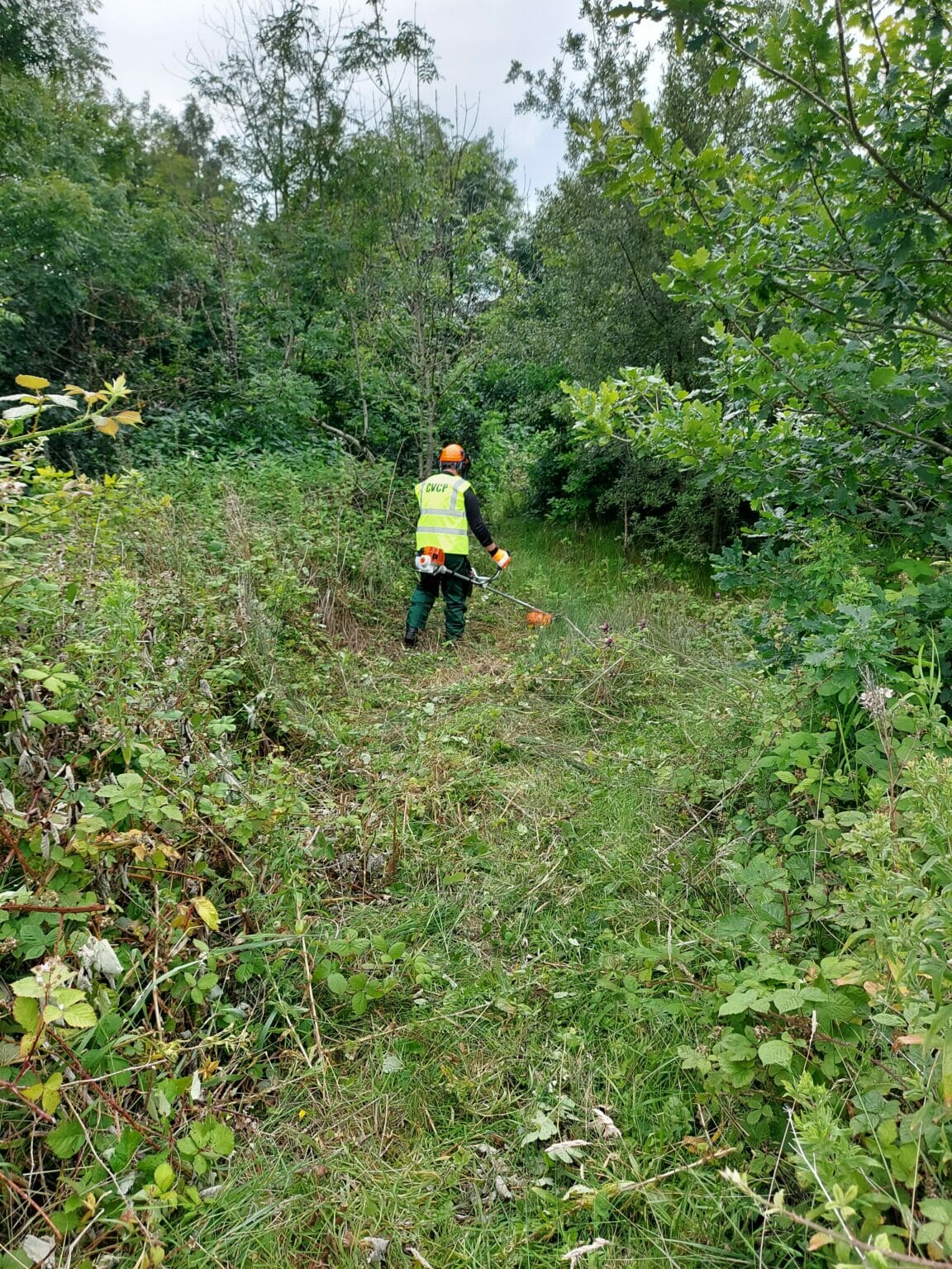 Brambles Versus Brush Cutter Blackberry Path Clyne Valley Community