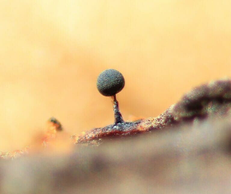 Lamproderma clynense